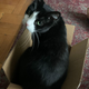 Illustration for article titled Open Channel: Show Us Your Pets, Nerds